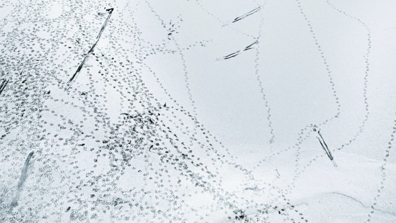 Ralph Alessi, &laquo;A Sun That Never Sets&raquo;, ECM Records 2026, 1 CD